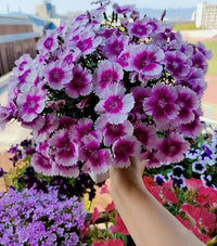 Multi Color Carnation Seeds, Perennial Flowers, Potted Garden Plants