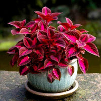 Pink Coleus Flower seeds for Planting Sun Loving Heirloom & GMO Free Seeds for Home Garden 
 
 Sale