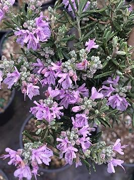 Lavender Rosemary Flower seeds for Planting - Hardy Variety, Heirloom & GMO Free Seeds for Home Garden
 
 Sale for planting in home garden