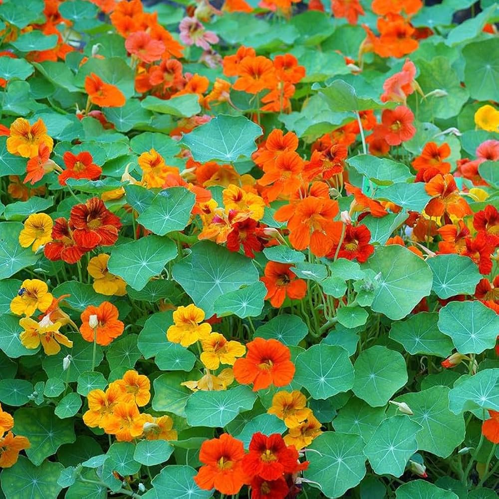 Hanging Flower seeds for Planting Compact Growth Heirloom & GMO Free Seeds for Home Garden