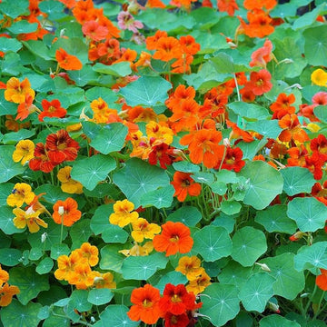 Hanging Flower seeds for Planting Compact Growth Heirloom & GMO Free Seeds for Home Garden