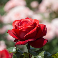 Bonsai Polyantha Rose Seeds for Miniature, Elegant Rose Displays