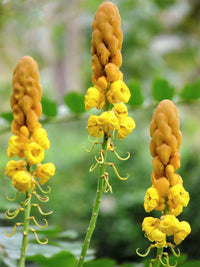 Yellow Candlestick Flower seeds for Planting - Pollinator Friendly, Heirloom & GMO Free Seeds for Home Garden