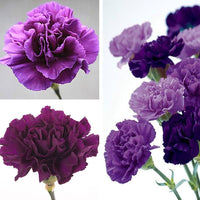 Black Carnation Dianthus caryophyllus King of Blacks Seeds for Planting flower border cut flowers