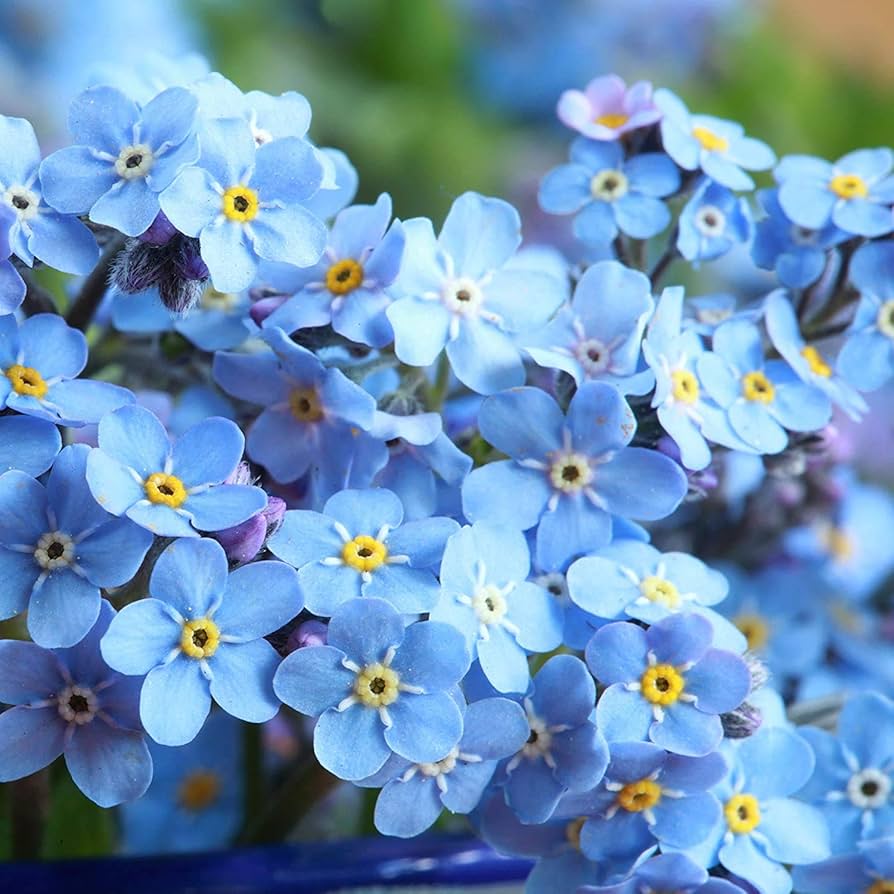 Blue Myosotis Flower seeds for Planting Sun Loving Heirloom & GMO Free Seeds for Home Garden
 
 Sale