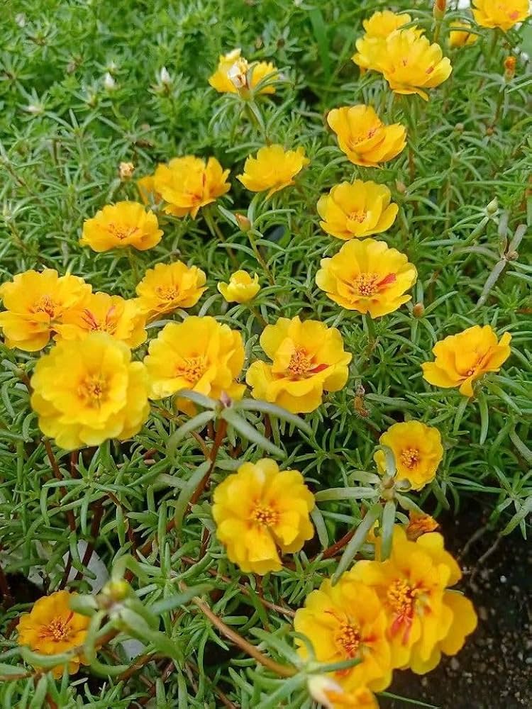 Portulaca Grandiflora Flower Flower seeds for Planting Wildflower Mix Heirloom & GMO Free Seeds for Home Garden