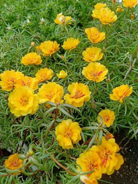 Portulaca Grandiflora Flower Flower seeds for Planting Wildflower Mix Heirloom & GMO Free Seeds for Home Garden