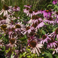 Coneflower Echinacea Purpurea Seeds for planting in pollinator garden