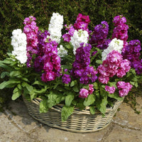 Blue Gilly Flower Seeds for Planting | Vibrant Blooms for Gardens and Borders