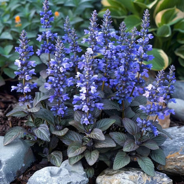 Blue Bugle Flower Planting Seeds for Colorful Landscapes