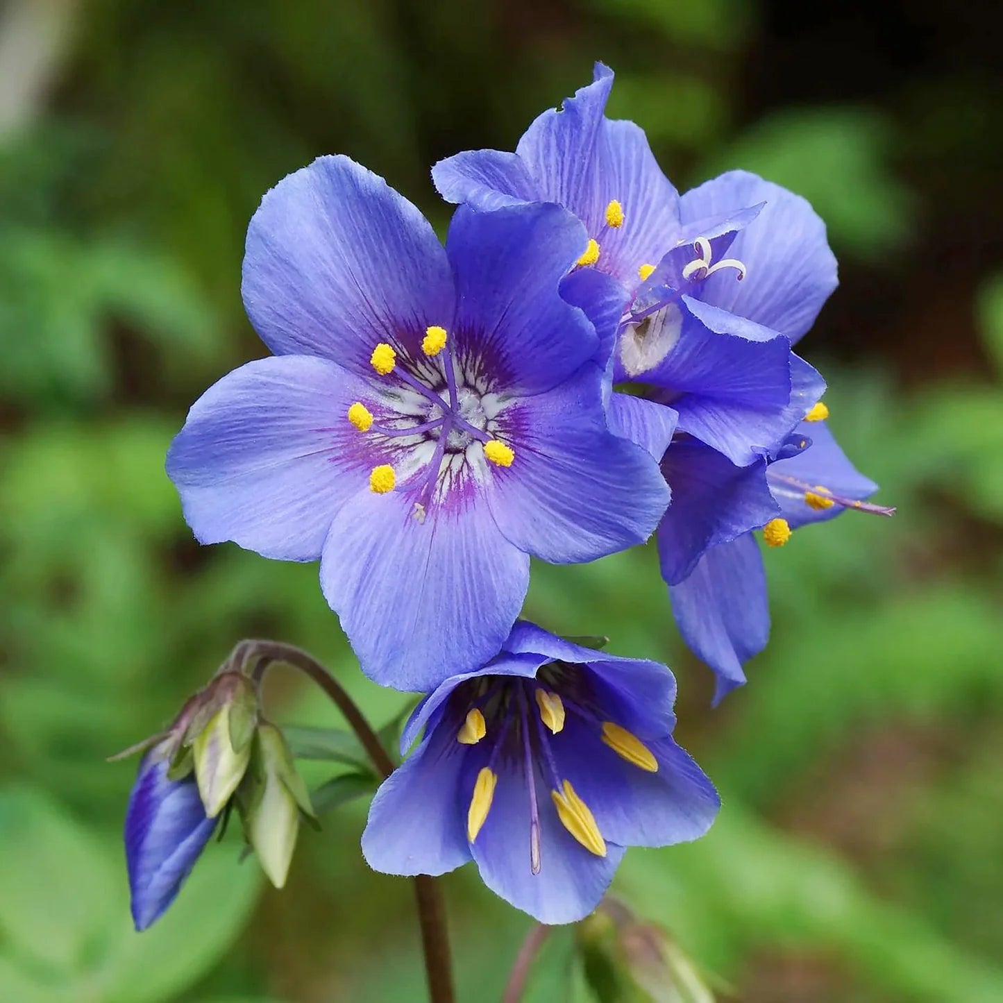 Jacob's Ladder Flower seeds for Planting Perfect for Borders Heirloom & GMO Free Seeds for Home Garden