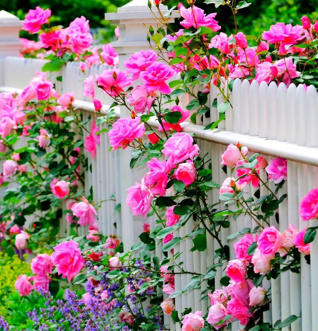 Climbing Rose Rosa Multiflora Seeds for Planting Vertical Spaces Flower Walls