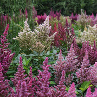 White Astilbe Perennial Flower Seeds for Planting Colorful Display Heirloom & GMO Free Seeds for Home Garden  Sale