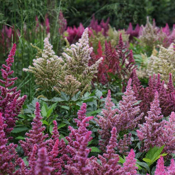 Green Astilbe Flower Seeds for Planting Fragrant Blossoms Heirloom & GMO Free Seeds for Home Garden
 
 Sale