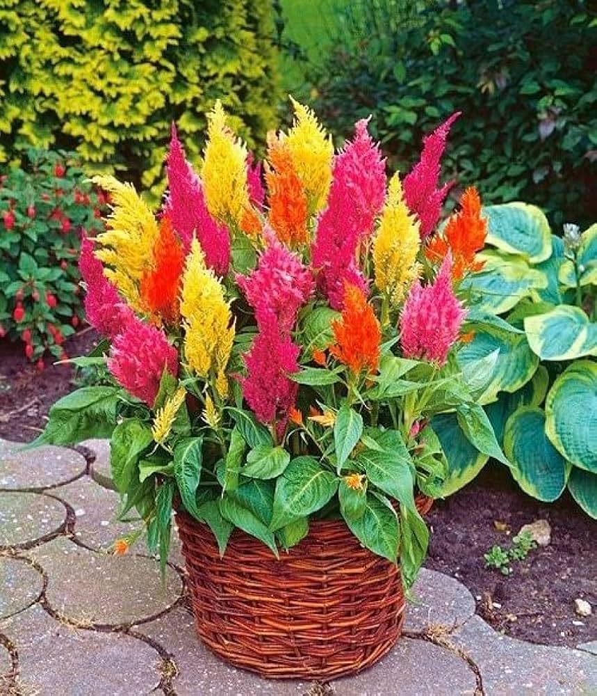Celosia Chef Mix Seeds for Planting Edible Ornamental Garden Blooms