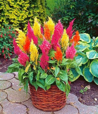 Celosia Chef Mix Seeds for Planting Edible Ornamental Garden Blooms