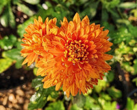 Deep Orange Chrysanthemum Flower seeds for Planting - Sun Loving, Heirloom & GMO Free Seeds for Home Garden