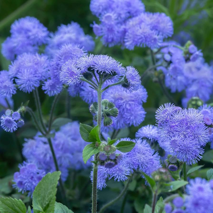 Floss Flower seeds for Planting - Low Maintenance, Heirloom & GMO Free Seeds for Home Garden