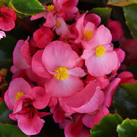 Pink Begonia Flower seeds for Planting - Compact Growth, Heirloom & GMO Free Seeds for Home Garden