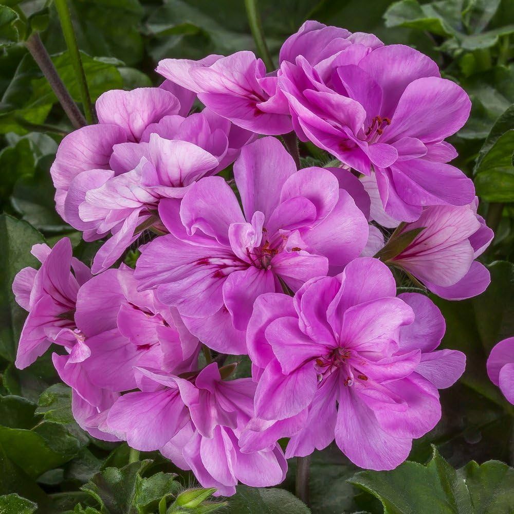 Purple Univalve Geranium Flower seeds for Planting Long Bloom Season Heirloom & GMO Free Seeds for Home Garden