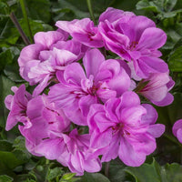 Lavender Geranium Flower seeds for Planting - Hardy Variety, Heirloom & GMO Free Seeds for Home Garden
