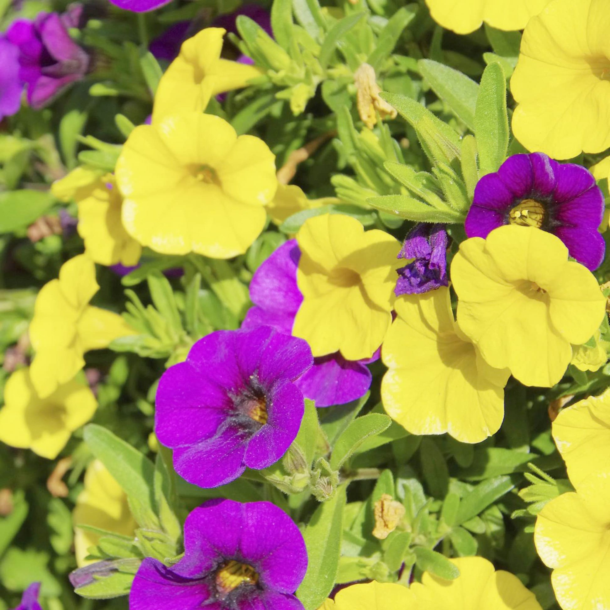 Calibrachoa Million Bells Flower Seeds