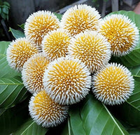 Green Anthocephalus Kadamba Flower seeds for Planting - Colorful Display, Heirloom & GMO Free Seeds for Home Garden