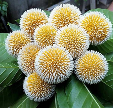 Green Anthocephalus Kadamba Flower seeds for Planting - Colorful Display, Heirloom & GMO Free Seeds for Home Garden