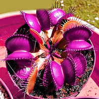 Venus Fly Trap Violet Flower seeds for Planting - Long Bloom Season, Heirloom & GMO Free Seeds for Home Garden