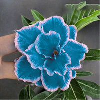 Sky Blue Adenium Obesum Seeds Flower seeds for Planting Low Maintenance Heirloom & GMO Free Seeds for Home Garden