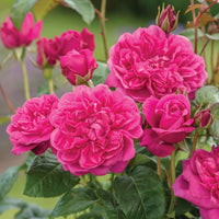 Pink Rose Flower seeds for Planting Long Bloom Season Heirloom & GMO Free Seeds for Home Garden