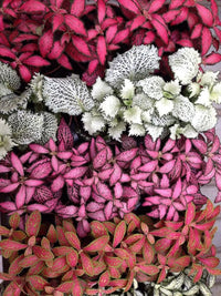 Multi-Colour Fittonia Flower seeds for Planting - Sun Loving, Heirloom & GMO Free Seeds for Home Garden
