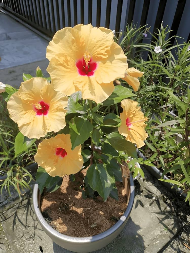 Hibiscus Light Yellow Flower seeds for Planting - Bright Blooms, Heirloom & GMO Free Seeds for Home Garden