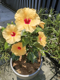 Hibiscus Light Yellow Flower seeds for Planting - Bright Blooms, Heirloom & GMO Free Seeds for Home Garden