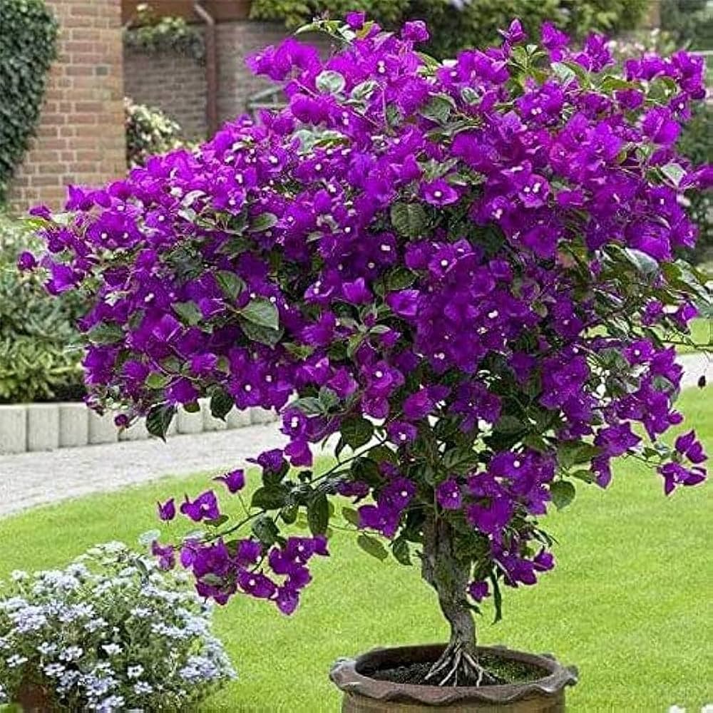 Purple Bougainvillea Flower seeds for Planting Easy to Grow Heirloom & GMO Free Seeds for Home Garden