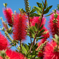 Red Bottlebrush Tree Seeds for Planting  Add Vibrant Color to Your Garden