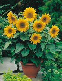 Dwarf Sunflower Seeds, Real Mini Helianthus Annus Seeds
