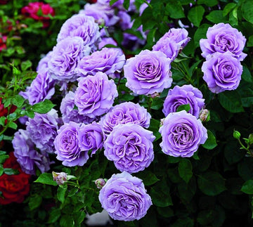 Light Purple Rose Flower Seeds for Planting Fragrant Blossoms Heirloom & GMO Free Seeds for Home Garden
 
 Sale