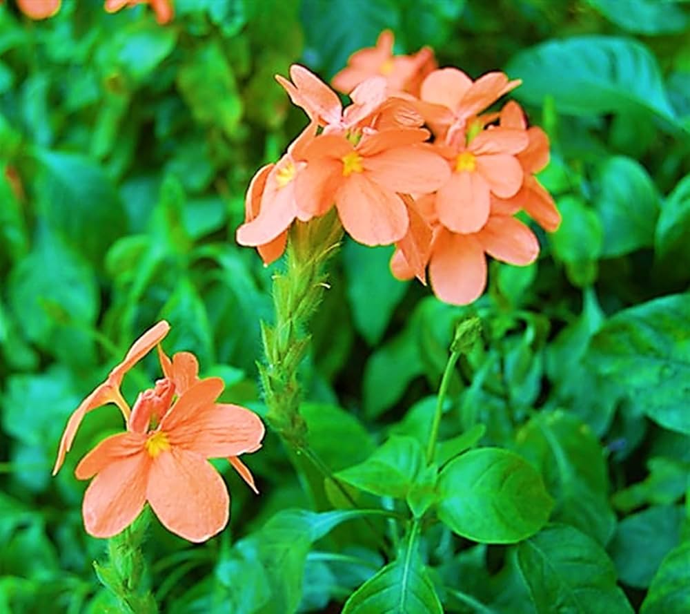 Crossandra Semi Flower seeds for Planting - Fragrant Blossoms, Heirloom & GMO Free Seeds for Home Garden