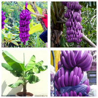 Plant Banana Dark Violet Seeds for Vibrant Growth