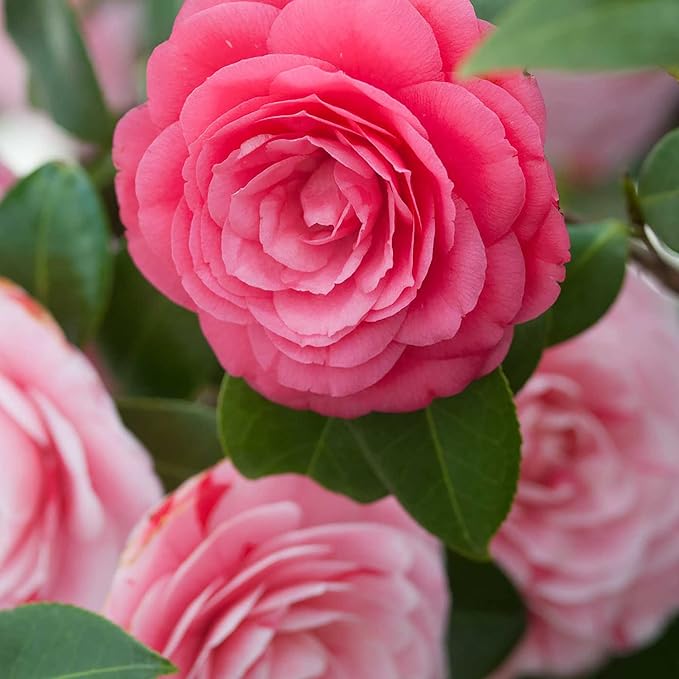 Camellia Seeds for Planting home garden flower bed