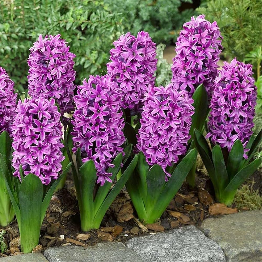 Violet Hyacinth Flower seeds for Planting - Cottage Garden Essential, Heirloom & GMO Free Seeds for Home Garden