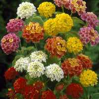Lantana Mix Flower seeds for Planting - Easy to Grow, Heirloom & GMO Free Seeds for Home Garden
