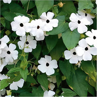 White Thunbergia Flower seeds for Planting - Bright Blooms, Heirloom & GMO Free Seeds for Home Garden