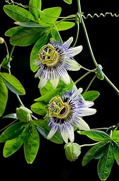 Passiflora Flower seeds for Planting Premium Quality Heirloom & GMO Free Seeds for Home Garden 
 
 Sale for planting in home garden