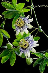 Passiflora Flower seeds for Planting Premium Quality Heirloom & GMO Free Seeds for Home Garden 
 
 Sale for planting in home garden