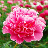 Rare Rainbow Camelia Flower Seeds – Uncommon, Colorful Camellia Blooms for Garden Enthusiasts