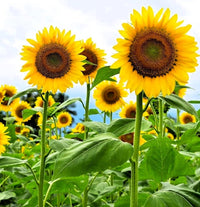 Heirloom Sunflower Flower seeds for Planting Drought Tolerant Heirloom & GMO Free Seeds for Home Garden