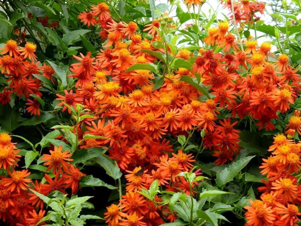 Confusus Mexico Flower seeds for Planting - Perfect for Borders, Heirloom & GMO Free Seeds for Home Garden