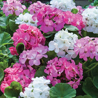 Exotic Geranium Pelargonium Peltatum Seeds